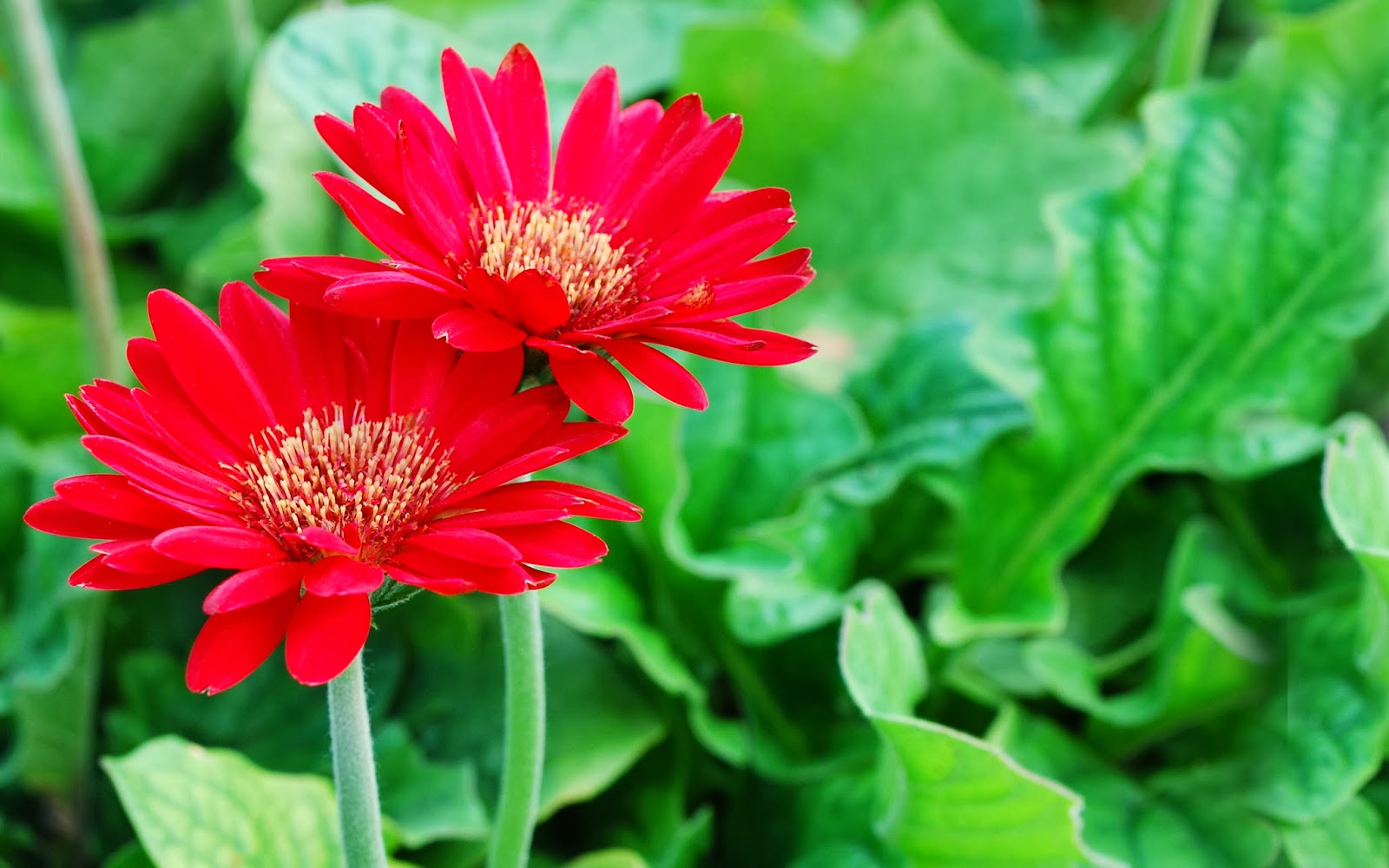 Kho lạnh bảo quản hoa tươi giá rẻ công nghệ cao | CT VIỆT NAM